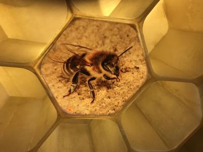 2.A, 2.B a 2.C na exkurzi ve Včelím světě Hulice